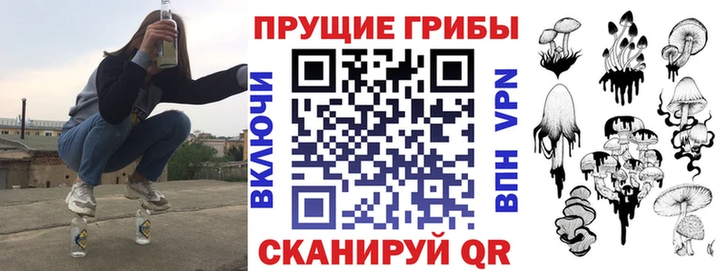 Галлюциногенные грибы Psilocybe  Сураж 